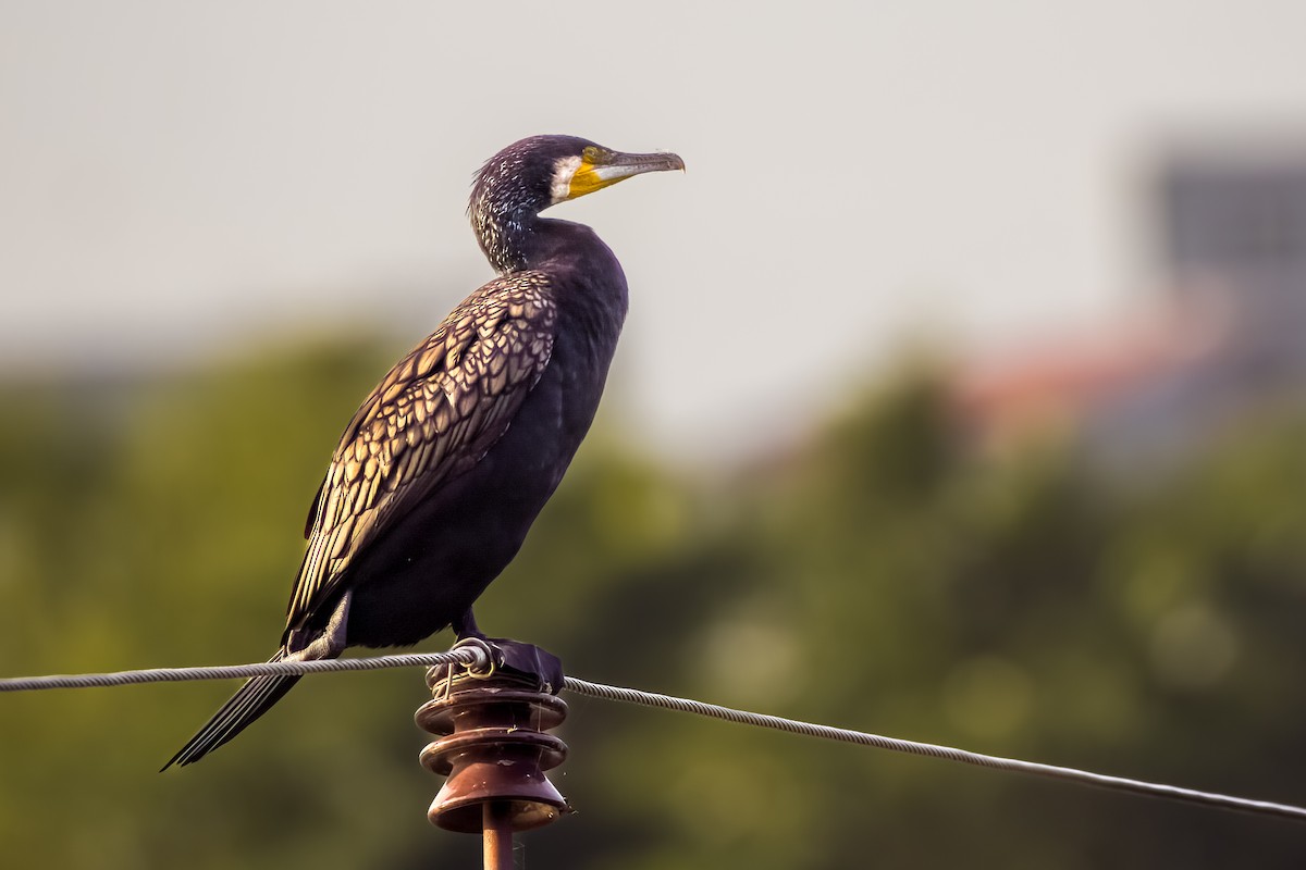 Grand Cormoran - ML644264859