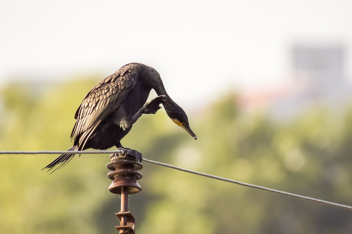 Grand Cormoran - ML644264860