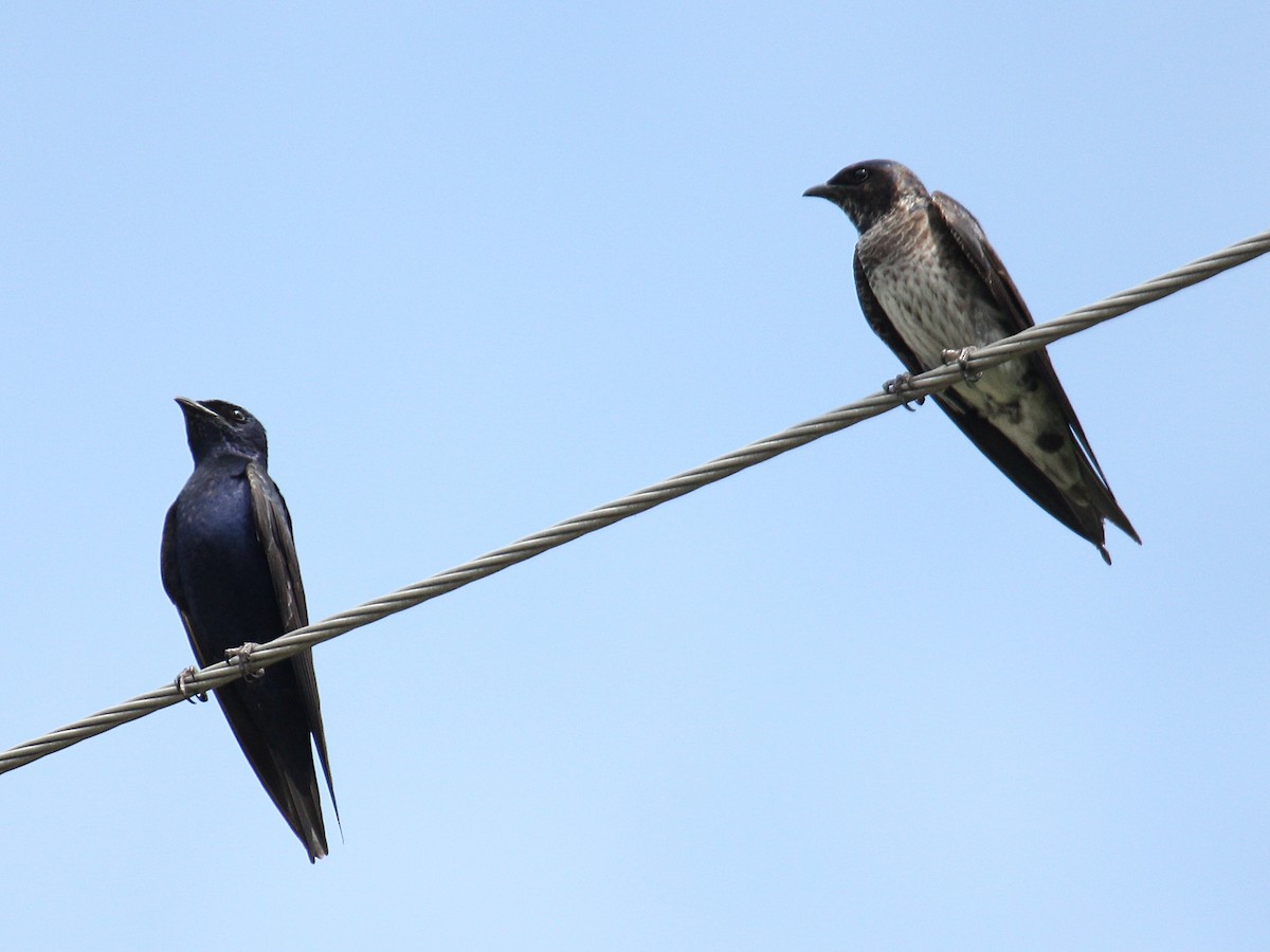 Hirondelle noire - ML644264861