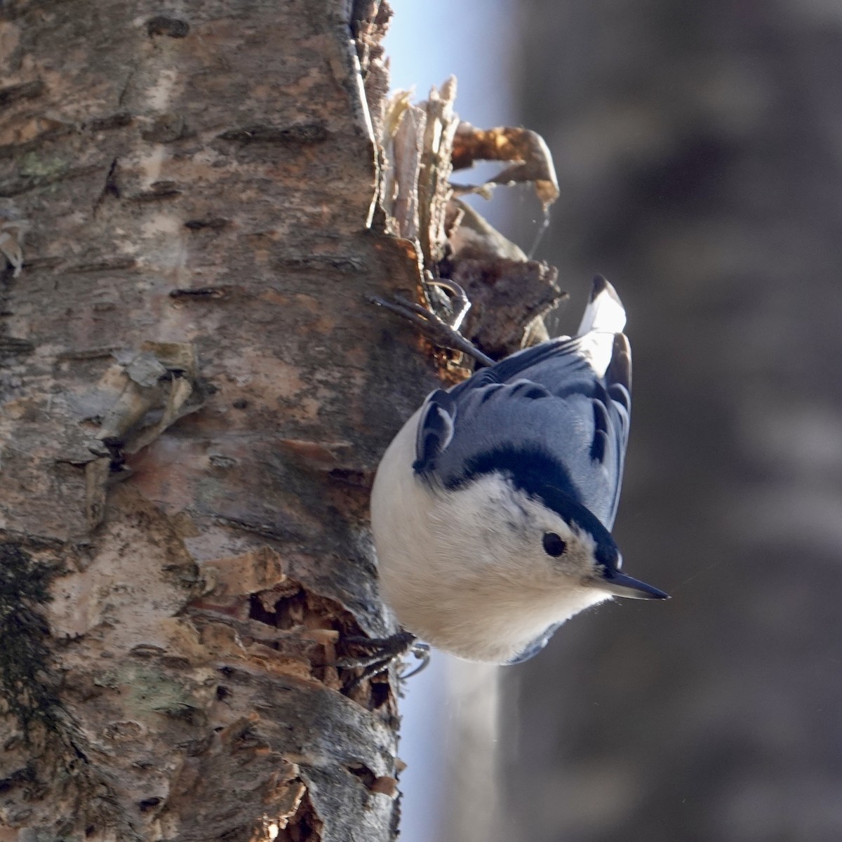 Sittelle à poitrine blanche - ML644264864