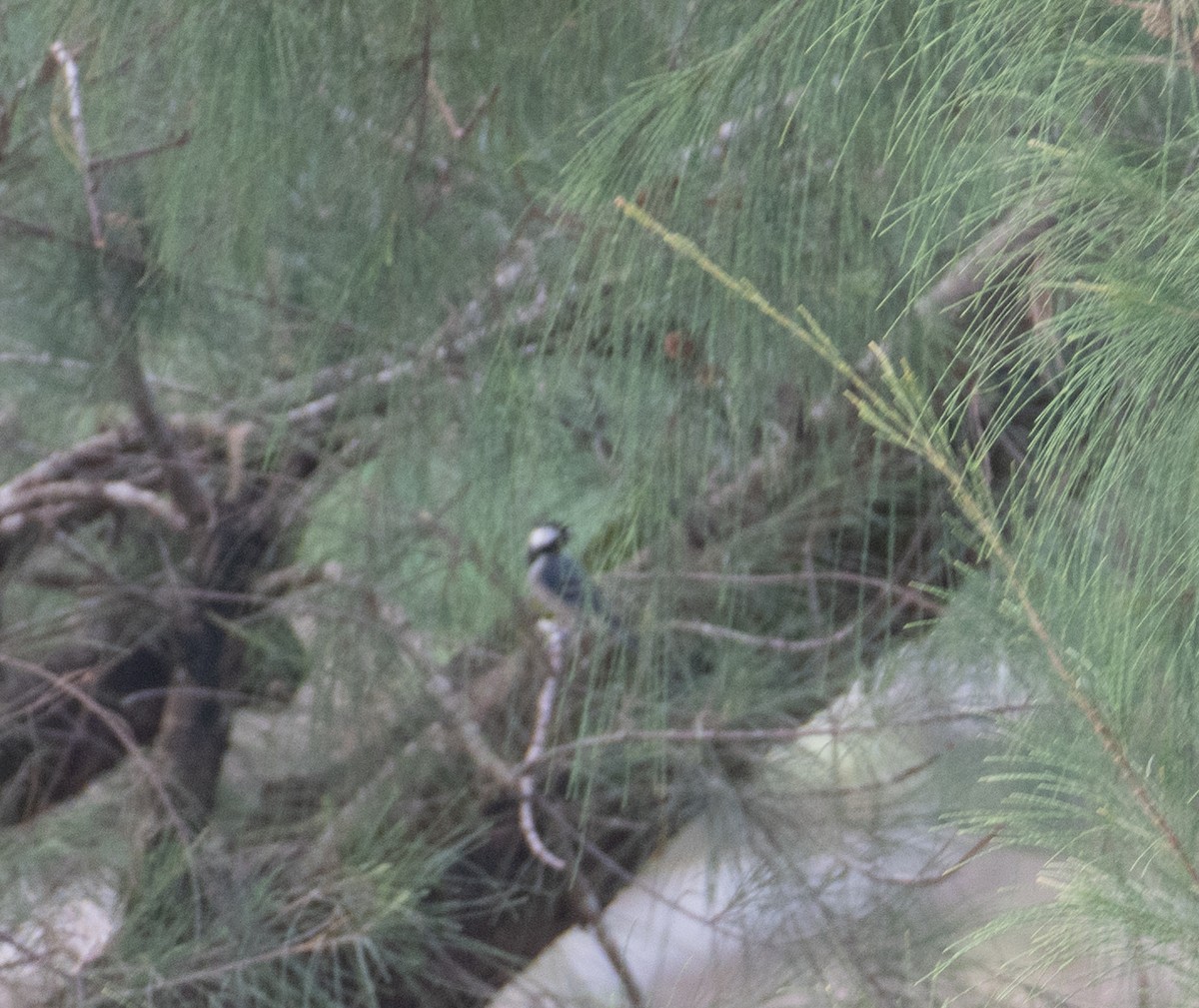 Mésange d'Asie - ML644264866