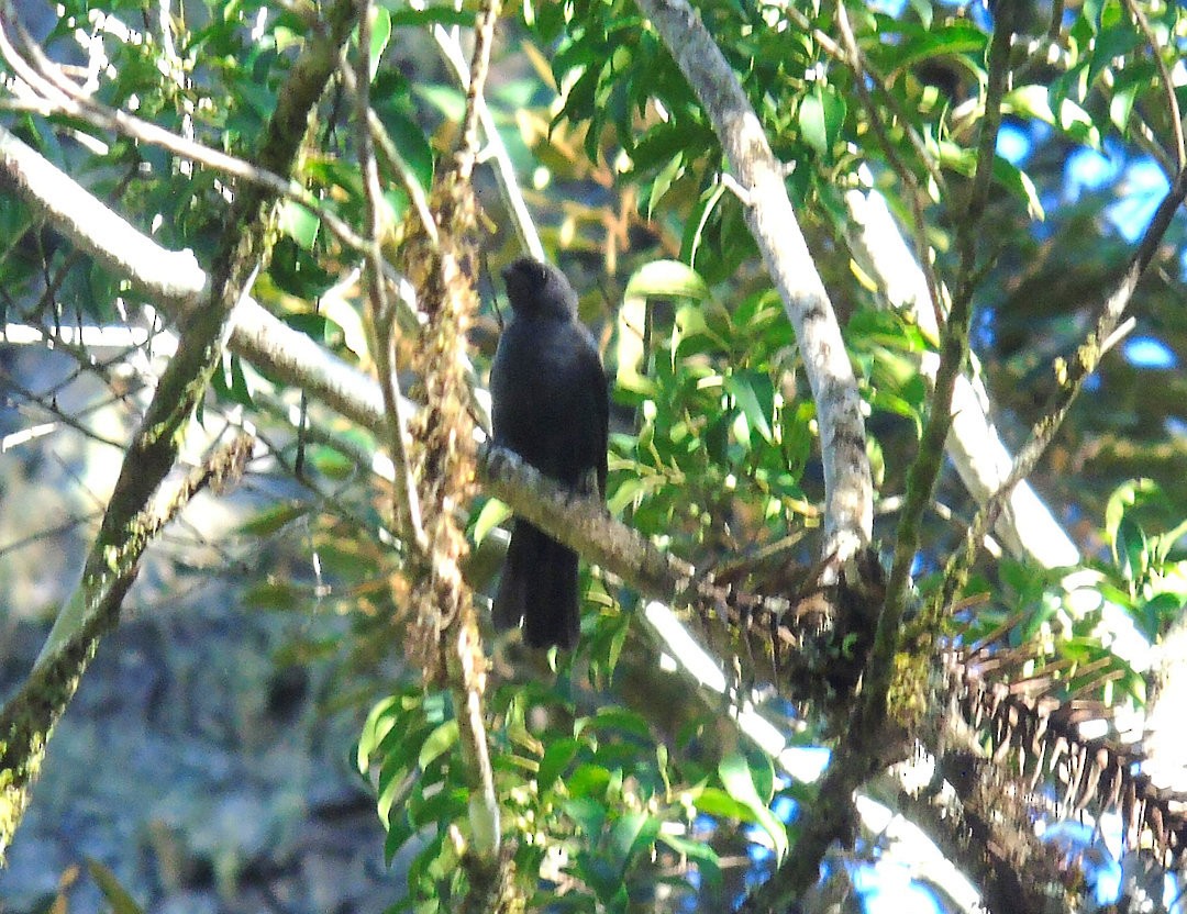 Diademed Tanager - ML644264867