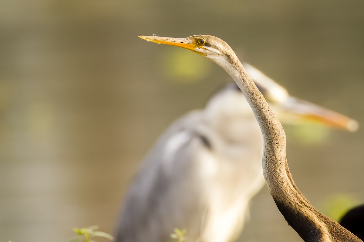 Anhinga roux - ML644264868