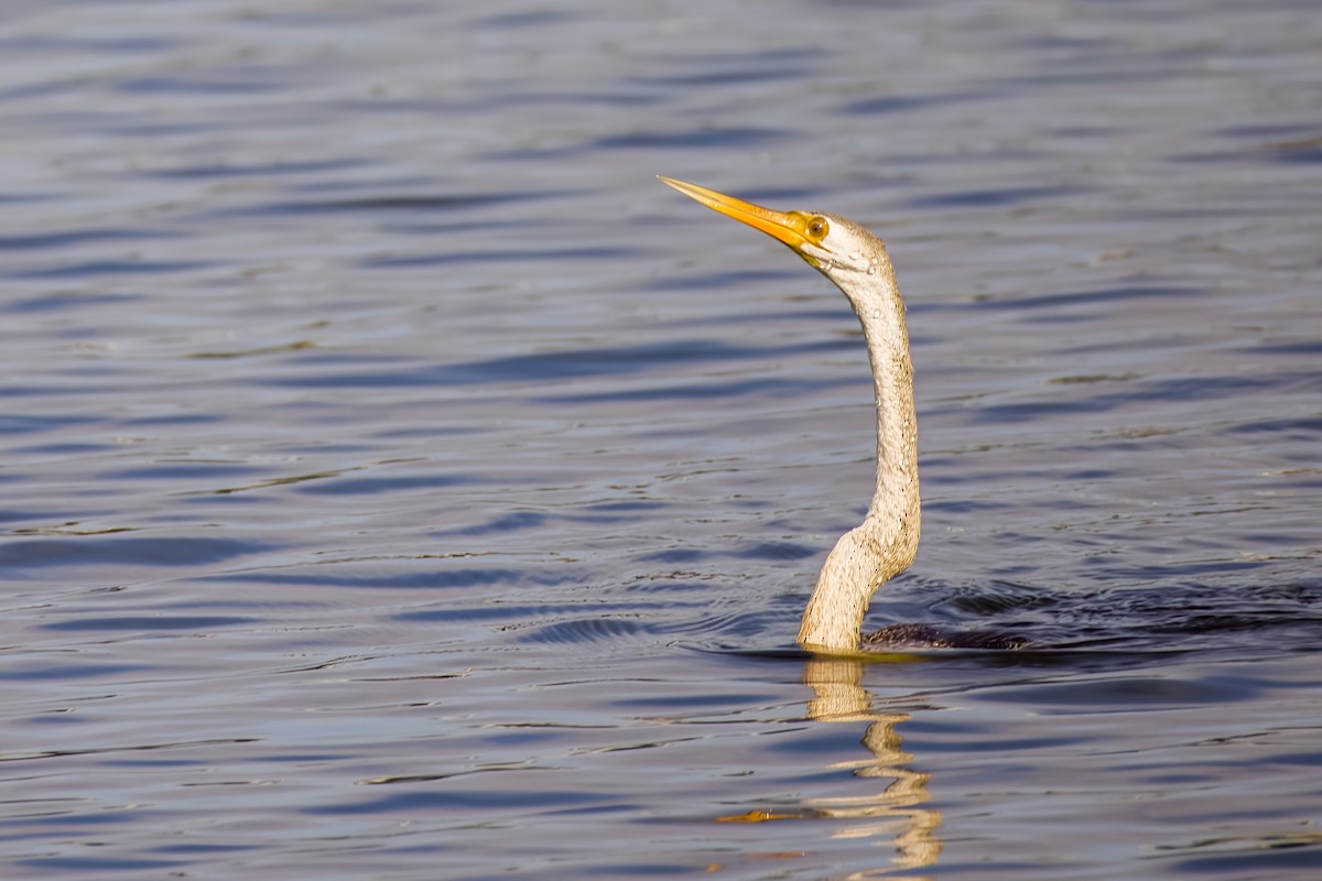 Anhinga roux - ML644264869