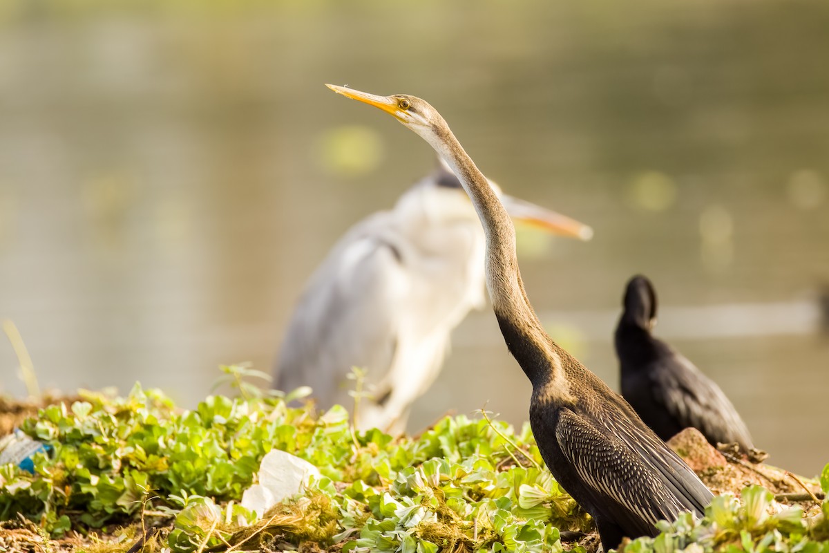 Anhinga roux - ML644264870