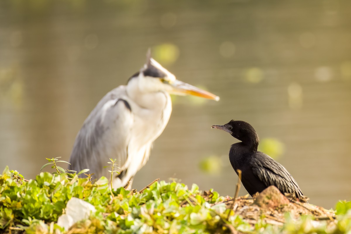 アジアコビトウ - ML644264874