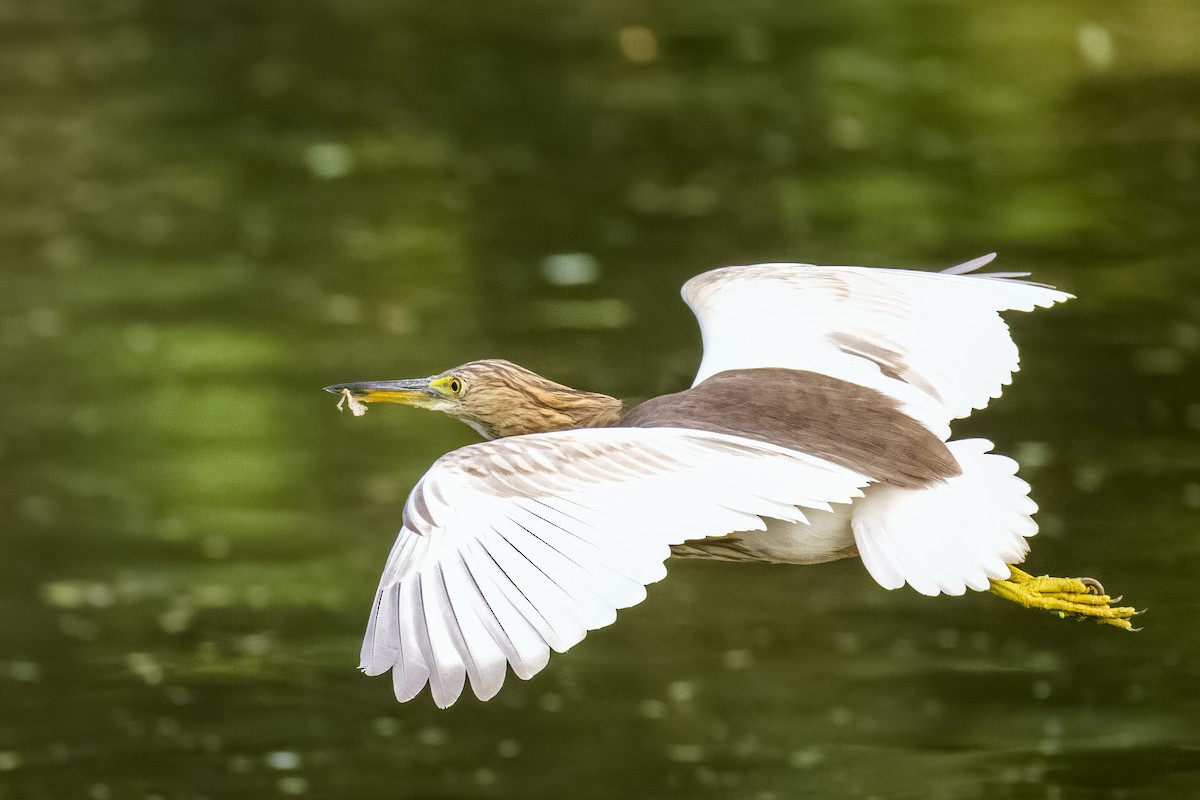 Indian Pond-Heron - ML644264884