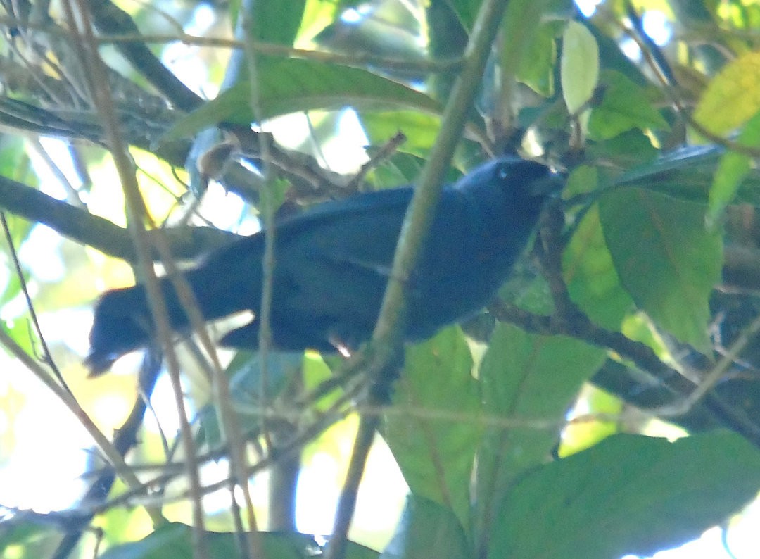 Diademed Tanager - ML644264885