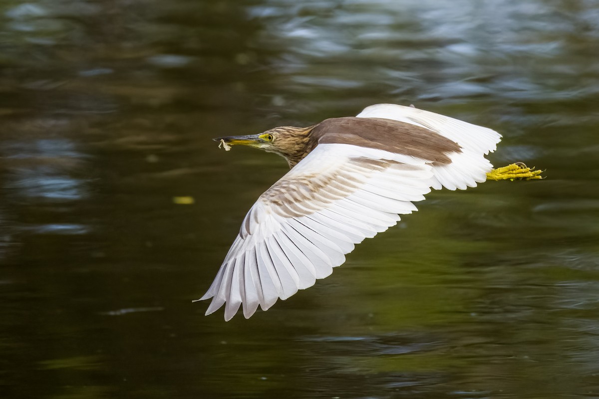 Indian Pond-Heron - ML644264886