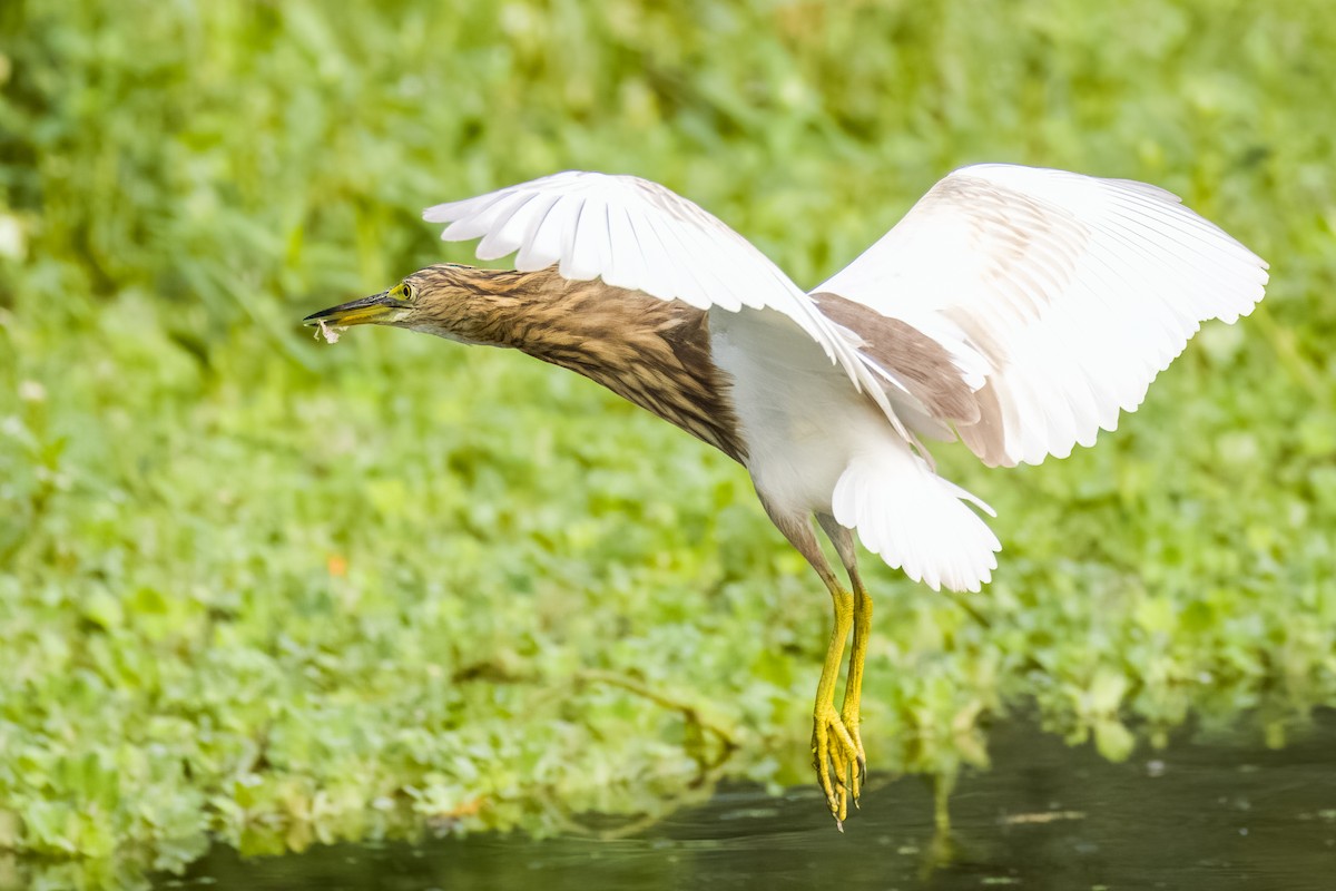 Indian Pond-Heron - ML644264887