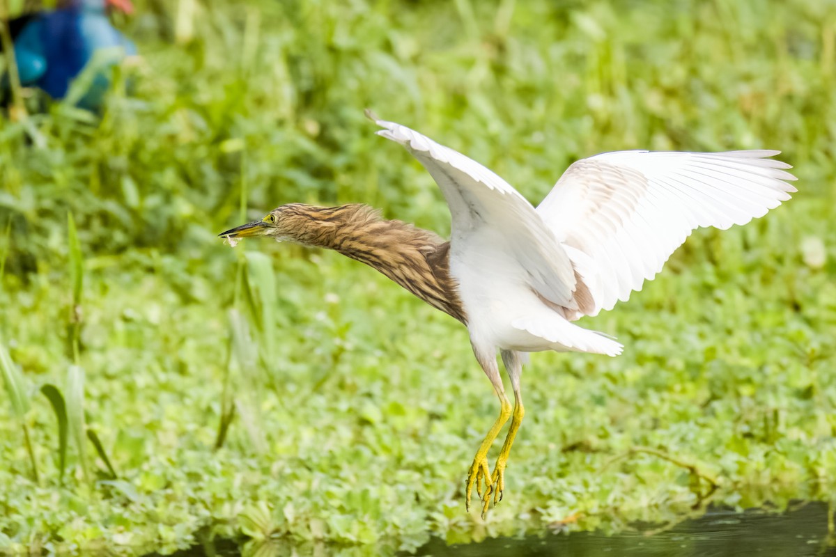Indian Pond-Heron - ML644264888