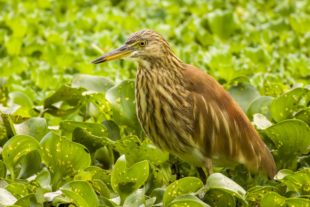 Indian Pond-Heron - ML644264889