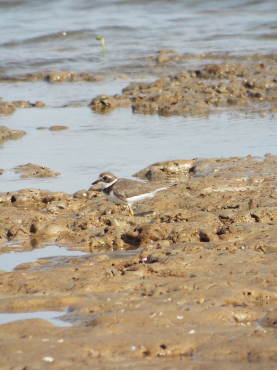 Semipalmated Plover - ML644264891