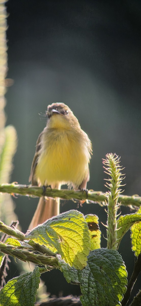 Yellow Tyrannulet - ML644264896