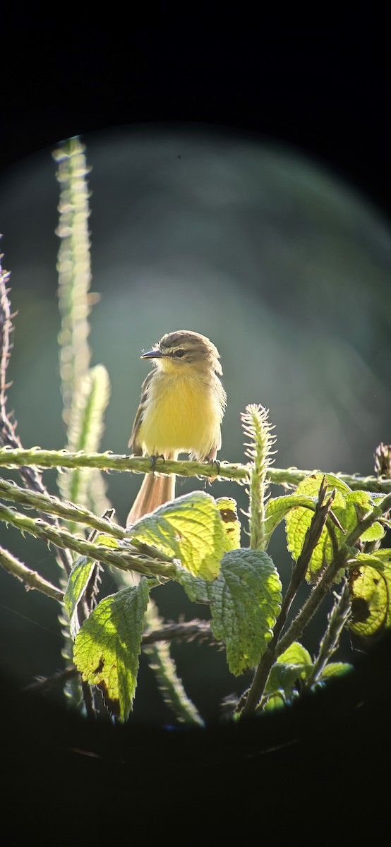 Yellow Tyrannulet - ML644264897