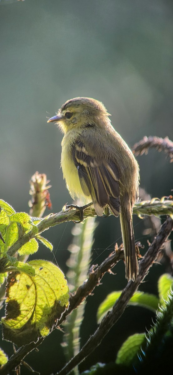 Yellow Tyrannulet - ML644264898