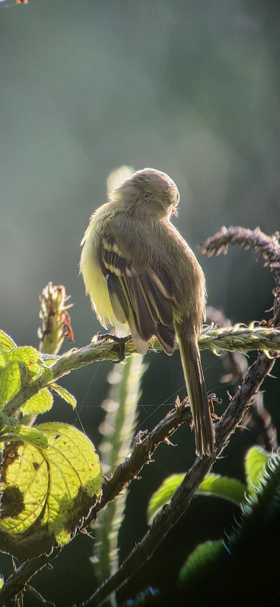 Yellow Tyrannulet - ML644264900