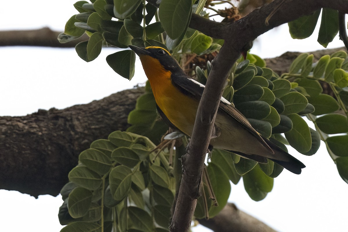 Narcissus Flycatcher - ML644264901
