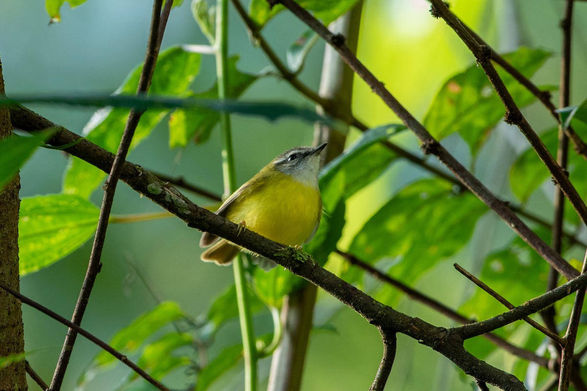 Yellow-bellied Warbler - ML644264904