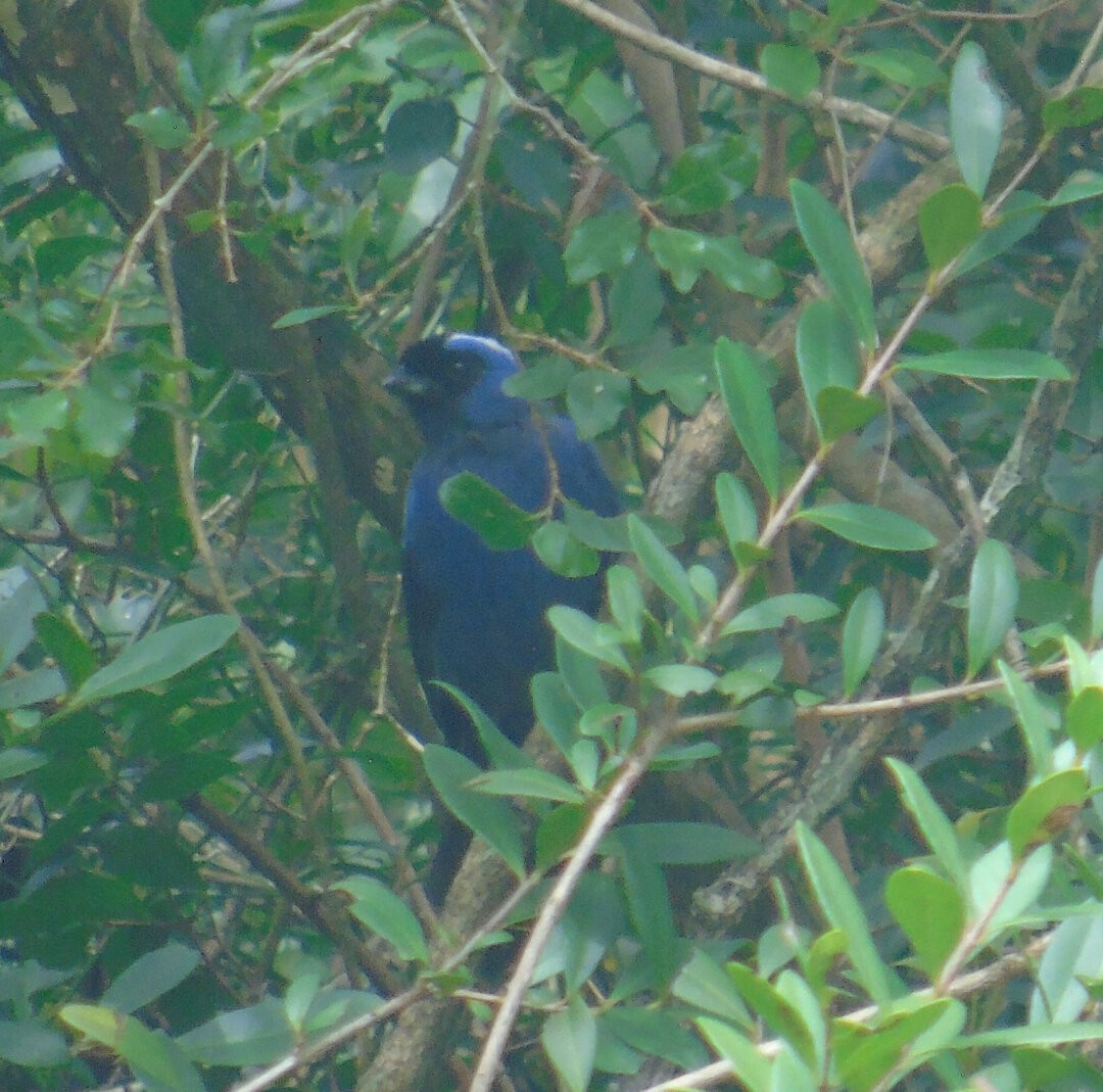 Diademed Tanager - ML644264912