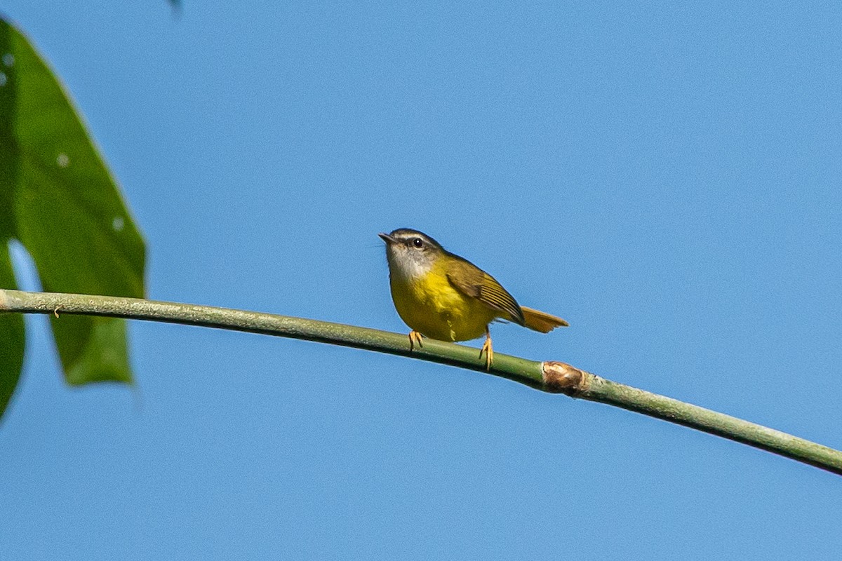 Yellow-bellied Warbler - ML644264913