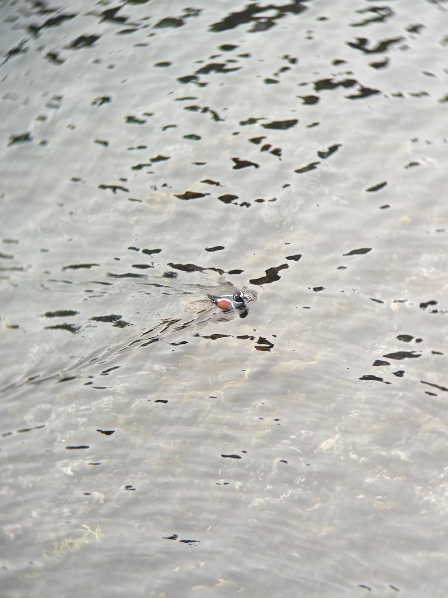 Ahate arlekina - ML644264915