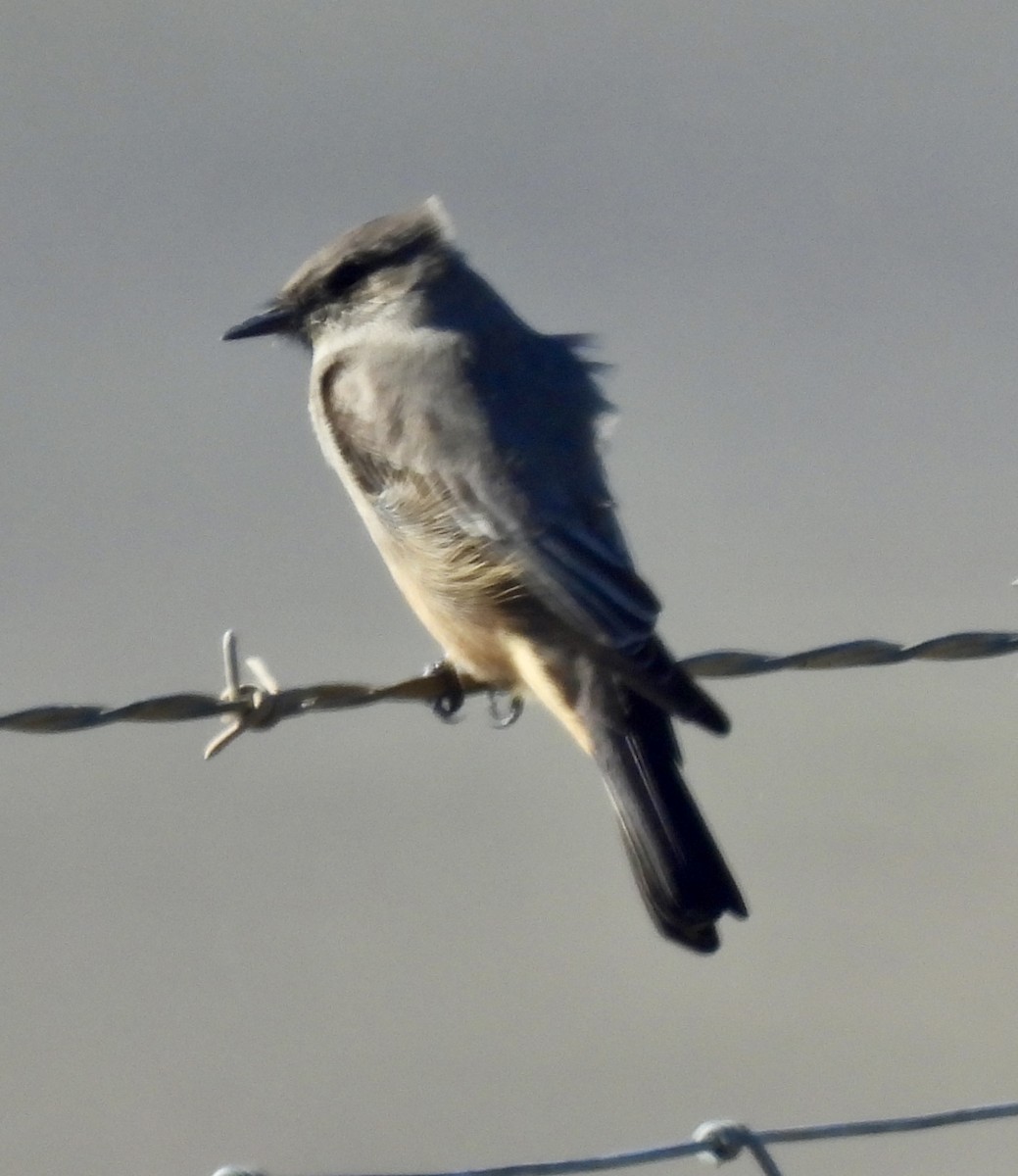 Zimtbauch-Phoebetyrann - ML644264929