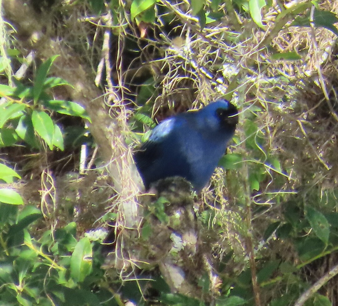 Diademed Tanager - ML644264945