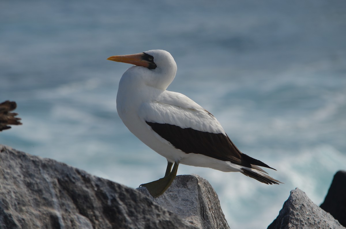 Nazca Booby - ML644264952