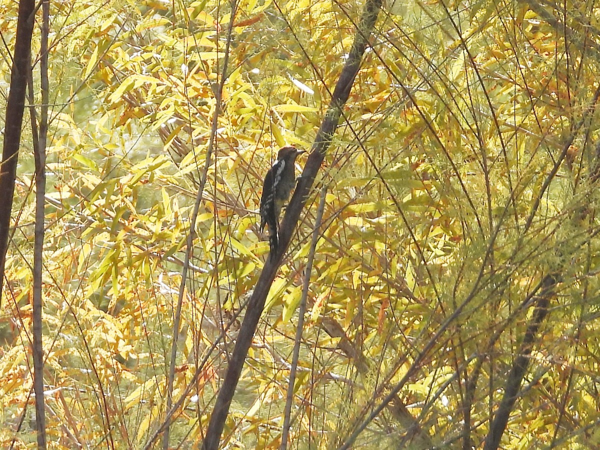 Red-naped Sapsucker - ML644264962