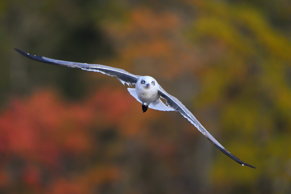 Ацтекская чайка - ML644264963