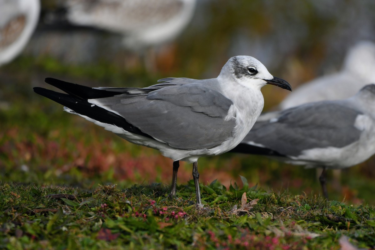 Ацтекская чайка - ML644264964