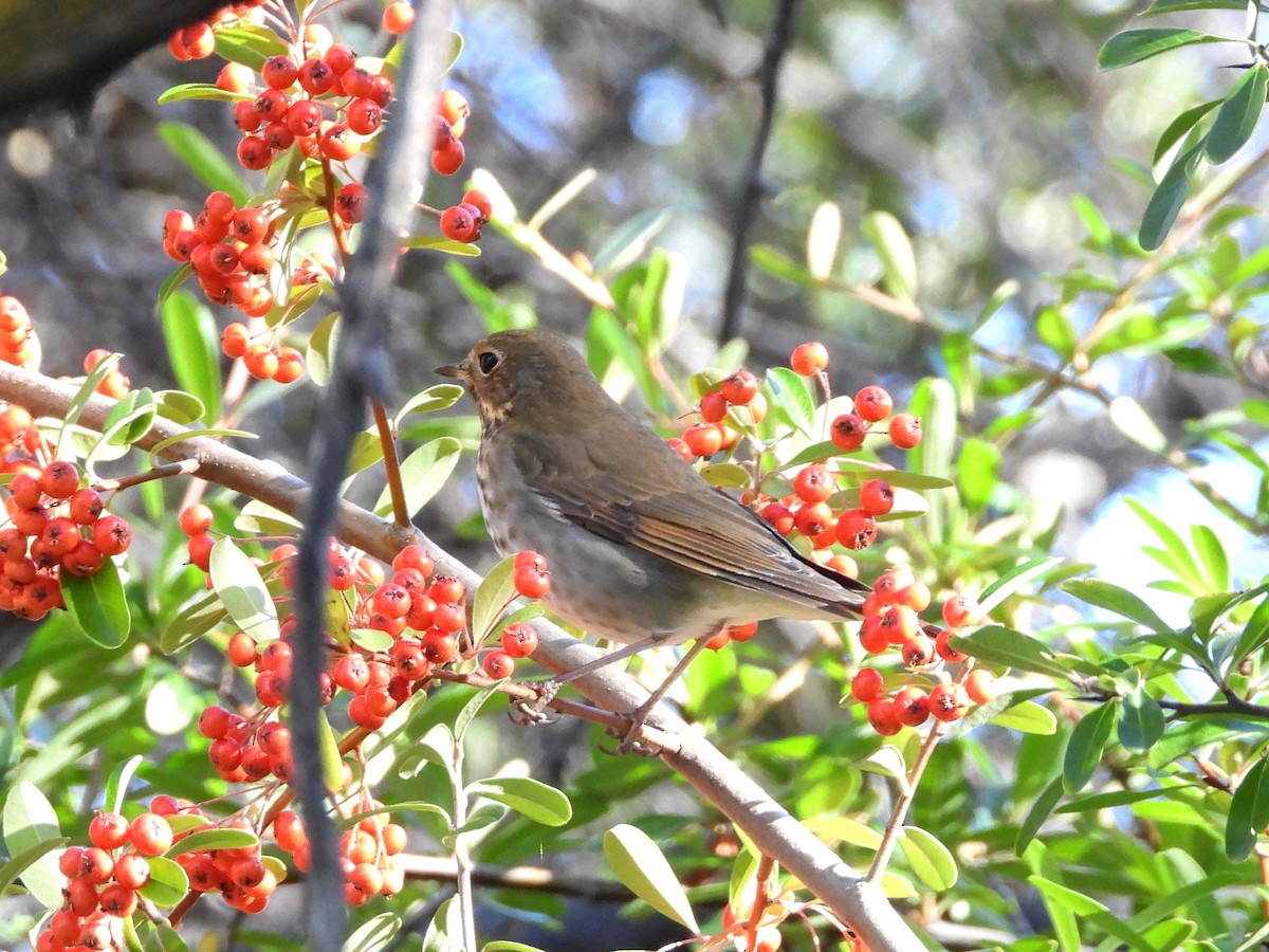 Hermit Thrush - ML644264974