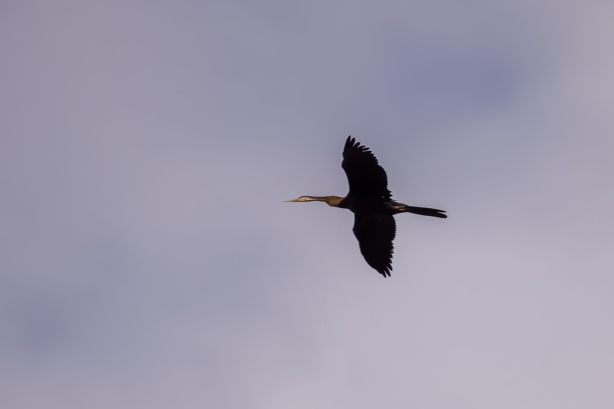 Anhinga roux - ML644264981