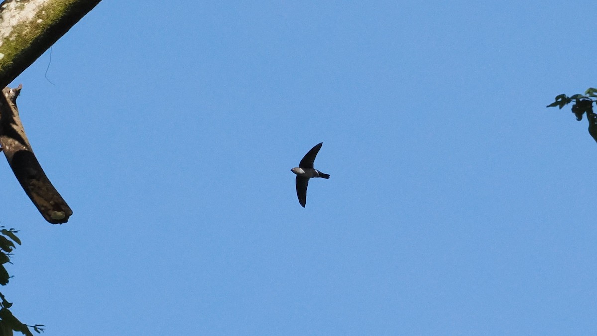 salangana bělobřichá - ML644264987