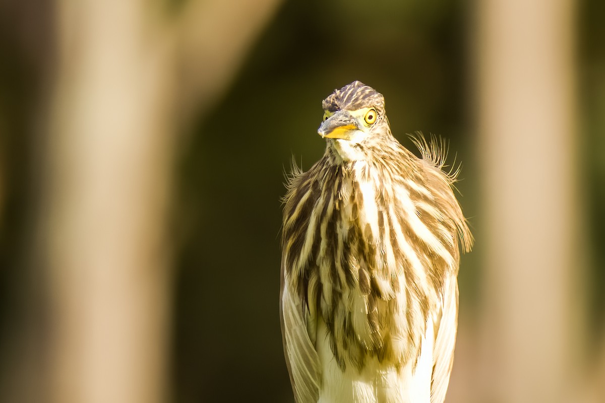 Indian Pond-Heron - ML644264988