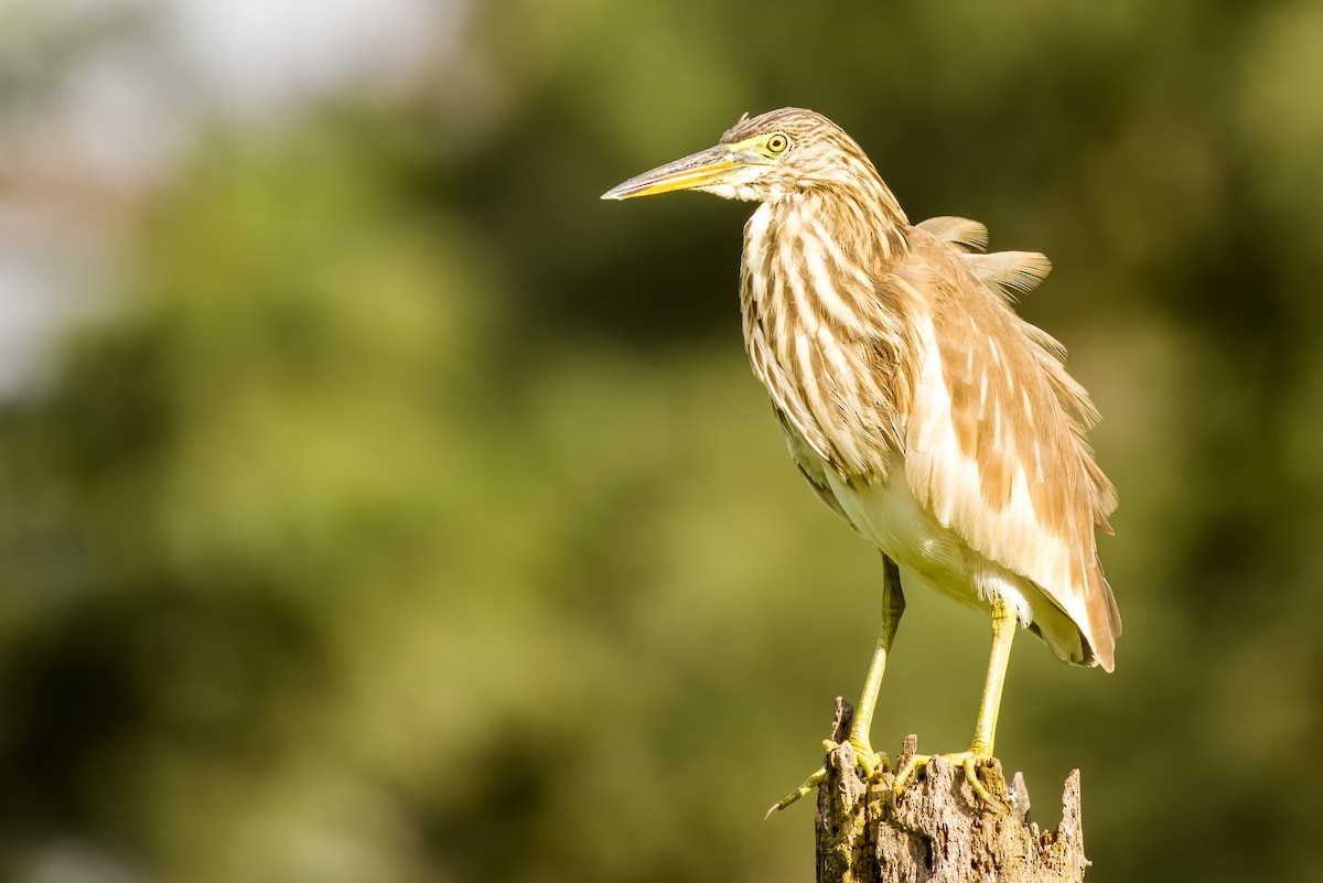 Indian Pond-Heron - ML644264989