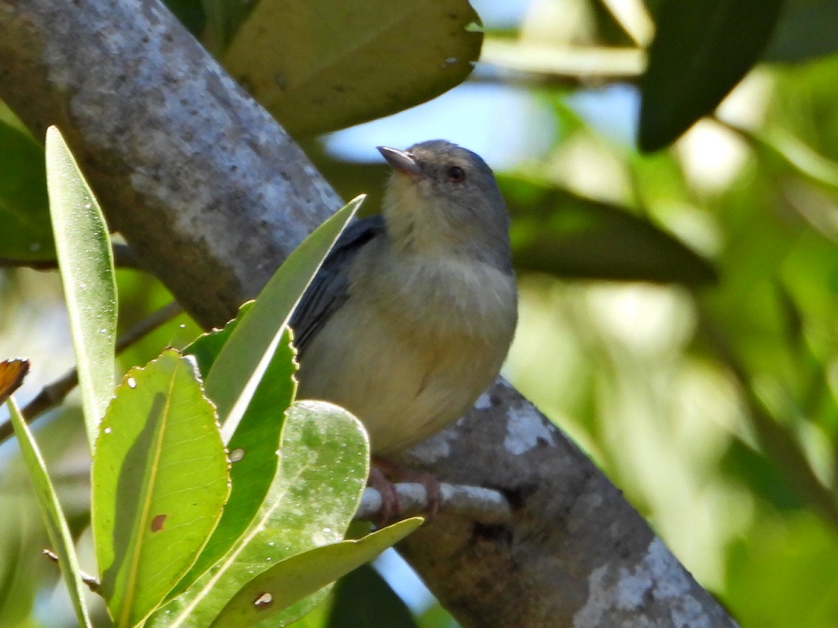 Bicolored Conebill - ML644264990