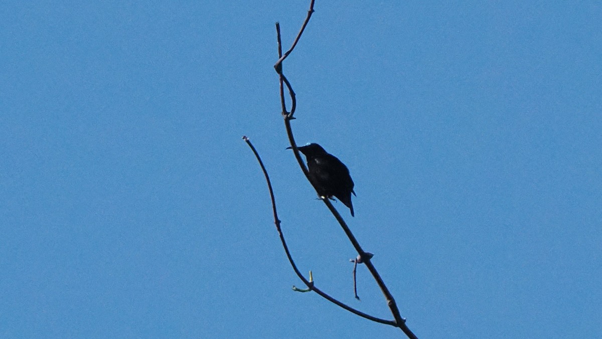 strdimil černý [skupina aspasioides] - ML644264999