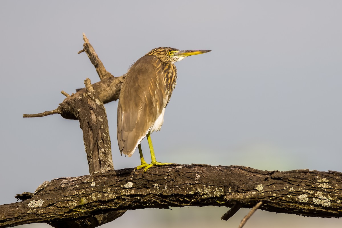 Indian Pond-Heron - ML644265000