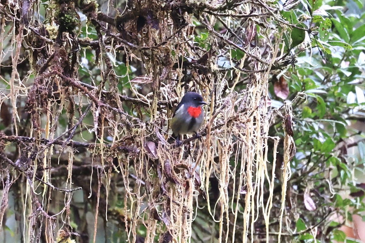 Gray-sided Flowerpecker - ML644265012