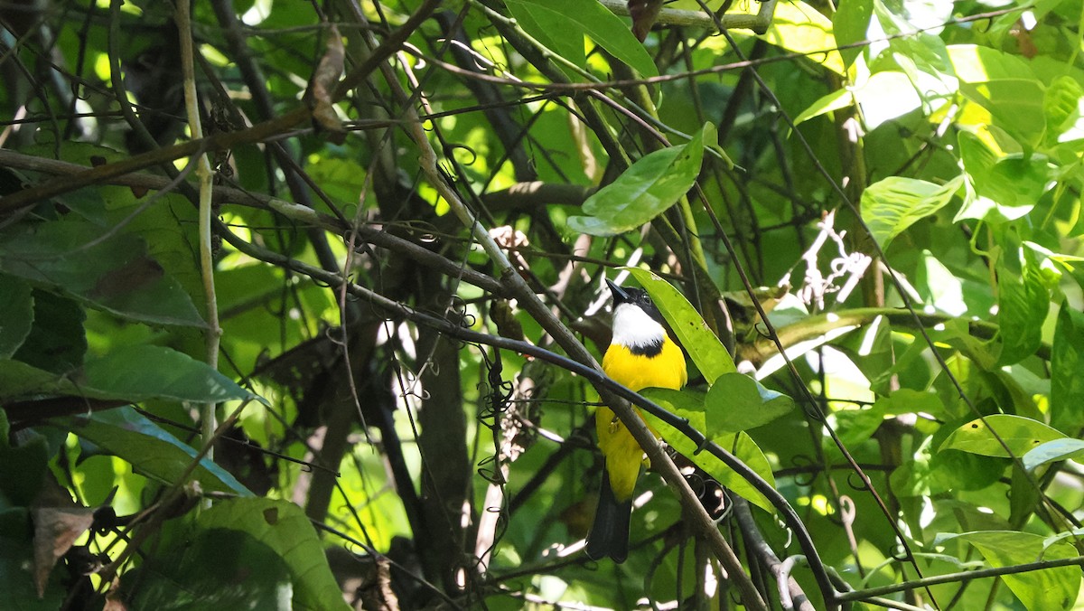 Black-chinned Whistler - ML644265015