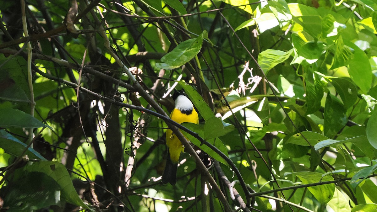 Black-chinned Whistler - ML644265016