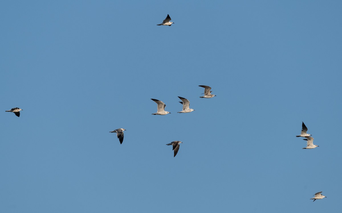 Ацтекская чайка - ML644265020