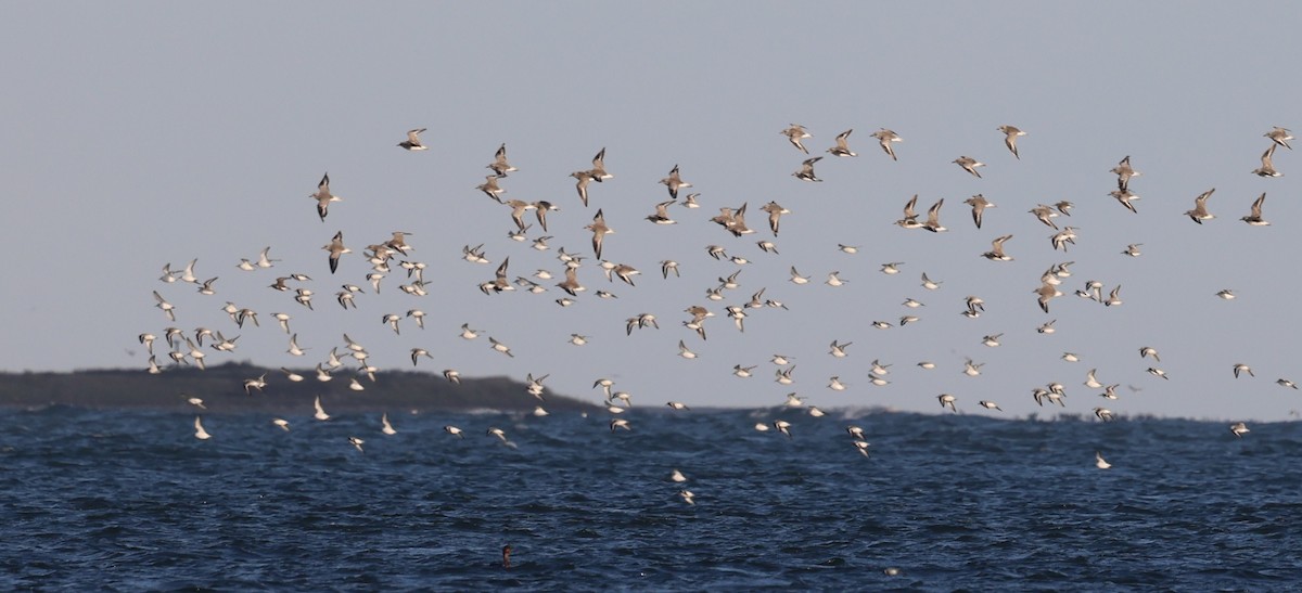 Txirri zuria - ML644265022