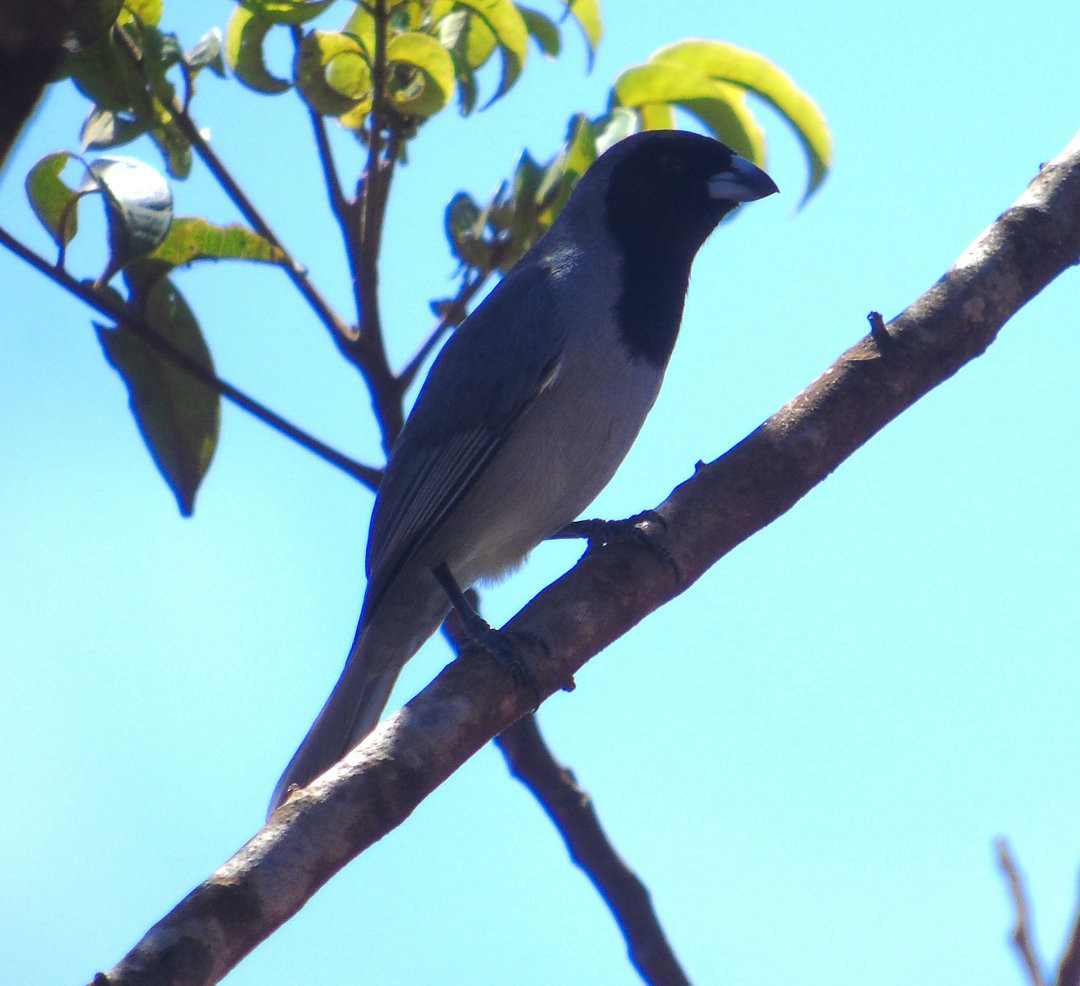 Чернолицая танагра - ML644265025