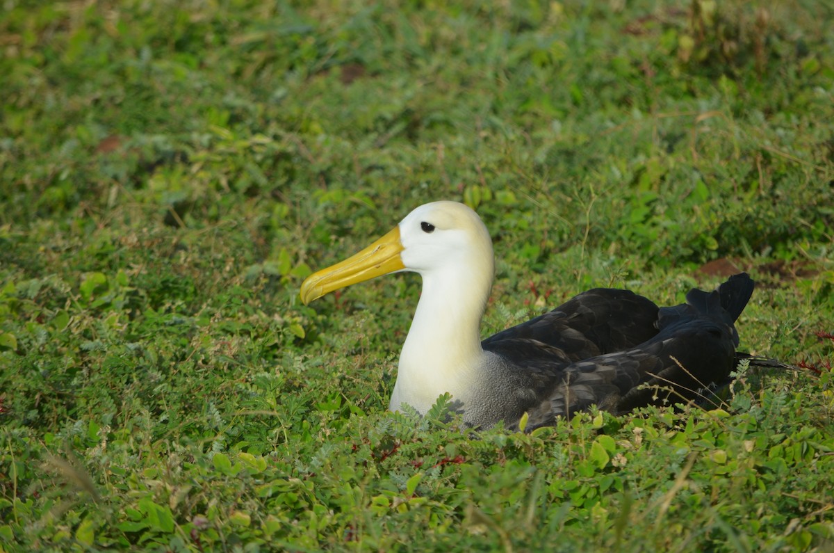 Waved Albatross - ML644265035