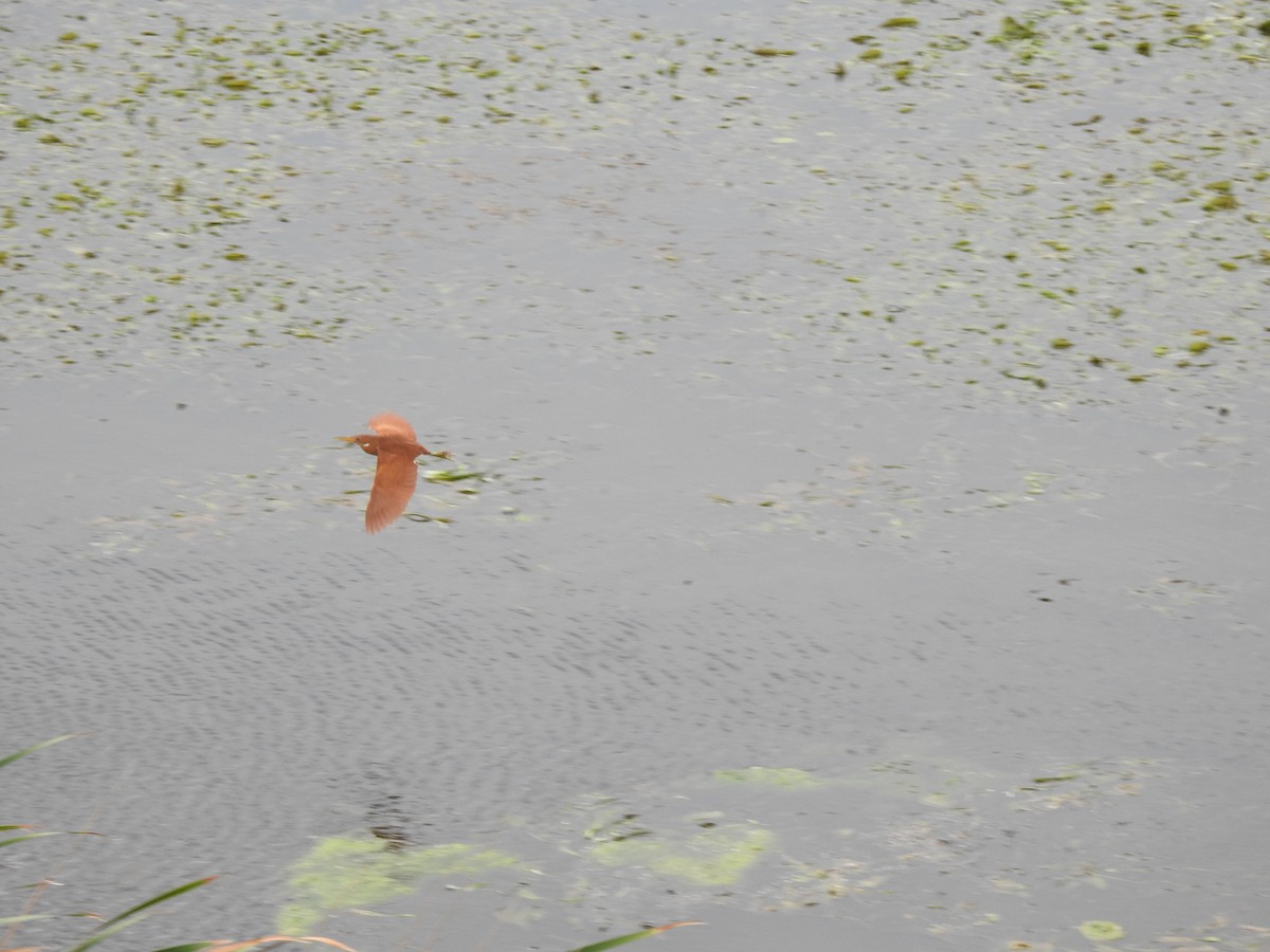 Cinnamon Bittern - ML644265047