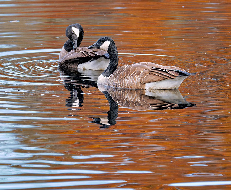 カナダガン - ML644265051