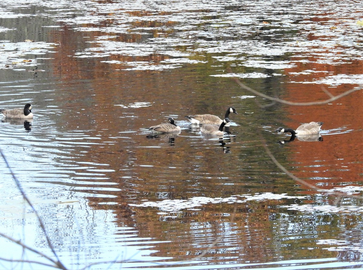 カナダガン - ML644265053